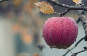 une pomme sur un arbre avec des gouttes de pluie